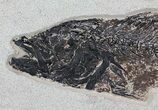 Mioplosus Fossil Fish - Wall Hanger Installed #64191-1